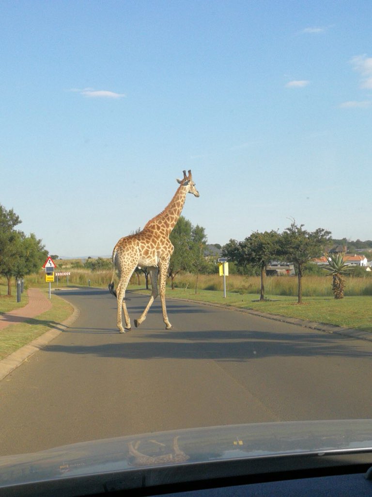 OfficialGolz's tweet photo. Rushing out of HQ to a meeting and I run into this guy,
Had to pause for a moment just to appreciate and ponder 🇿🇦🙏🏼 and in this deep thought, the realization I came to was that giraffe don’t give a shit about zebra crossings, and I need to be more like this dude😂 https://t.co/yS7xdIBgdc