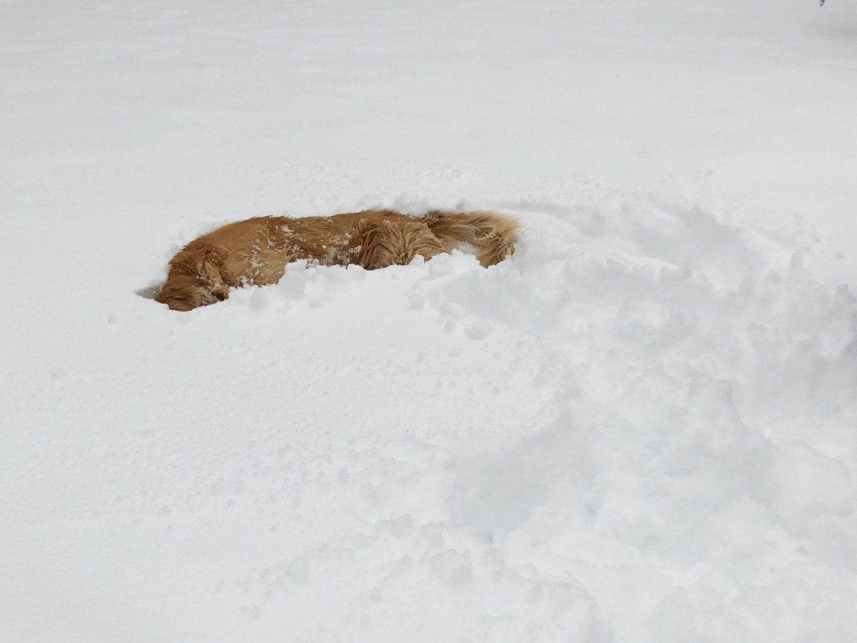 AngieRowntree's tweet image. What does a foot of snow look like?  #StillSnowing #SnowPuppy #NorEaster  #NewEngland