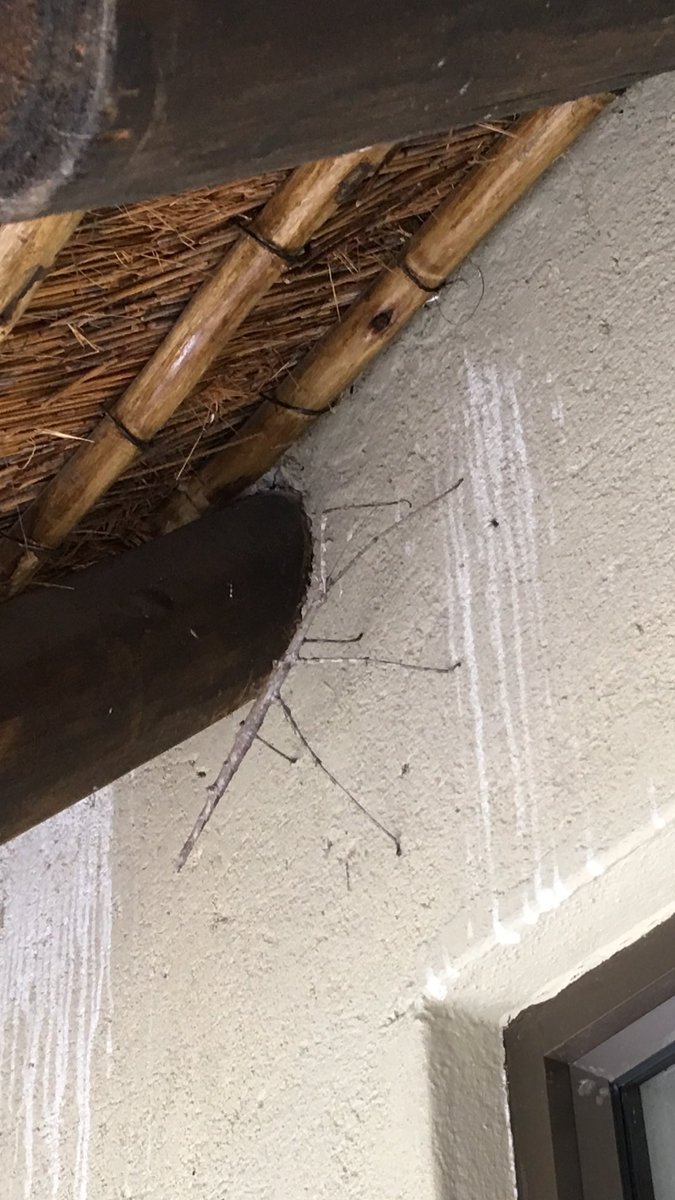 Best wel een grote wandelende tak.