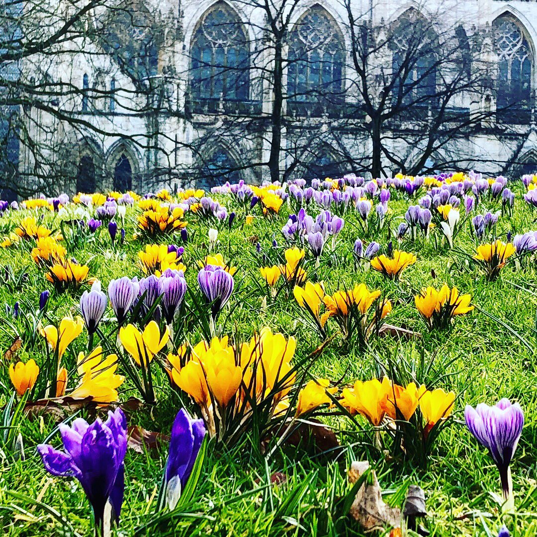 YorkLife1's tweet photo. It’s starting to look a lot more spring like again! #crucus #York #spring @York_Minster https://t.co/v6XlF6HKfy