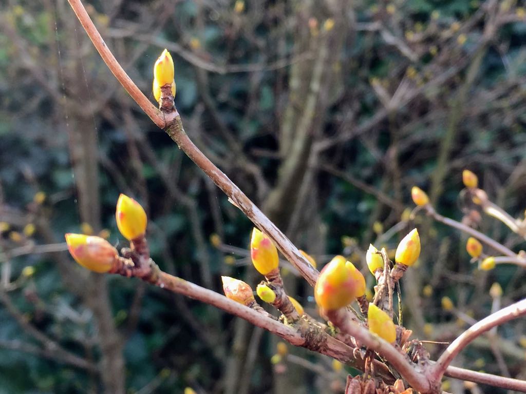 Woensdagmiddag 14 maart van 13:00 tot 15:00 organiseren Amanda en Wij Mantelzorgers een mantelzorgcafé in Uw Gemakshuis, Koninginnelaan 6 te Soest. Lijkt het je leuk om in gesprek te gaan met andere mantelzorgers en even bij te tanken? Kom langs! - foto: Marjo Goris