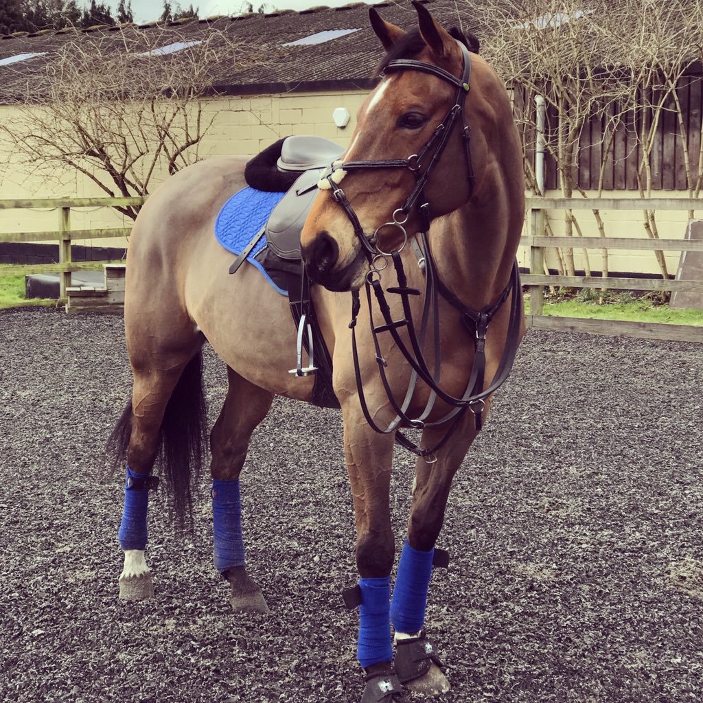 AniMurphyx's tweet photo. @showjumperlife @erinnpostt Just casually stalking you a little but thank god you’re riding that gag with 2 reins! Ma squad!! https://t.co/ksa4UKXxl4