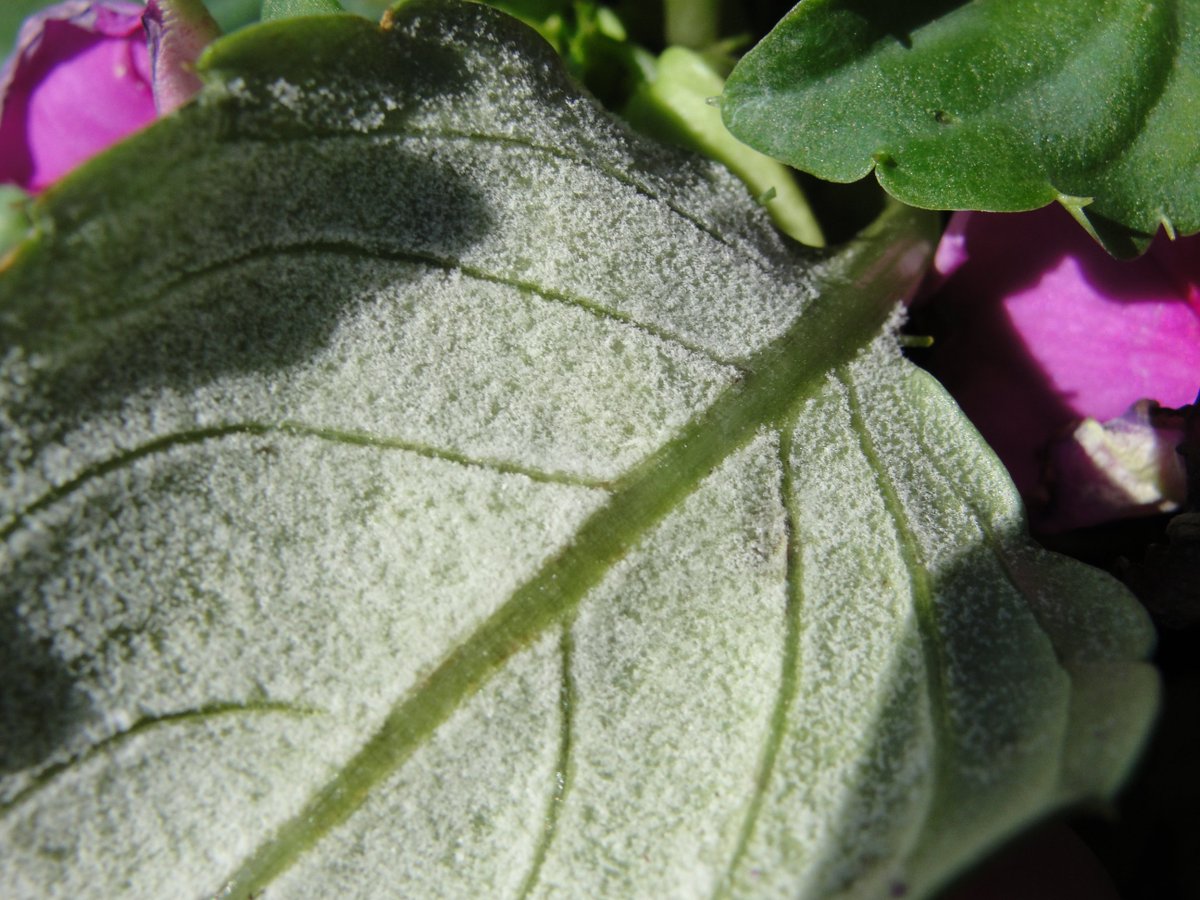 NancyRechcigl's tweet photo. Ensure Impatiens crops look beautiful in the landscape and NOT like this! For long-lasting protection against Impatiens downy mildew (IDM) , drench with Segovis 1-2 weeks prior to shipping.  #SyngentaOrnamentals #Segovis https://t.co/NlKxKTfvpL https://t.co/ijh3phaIJo