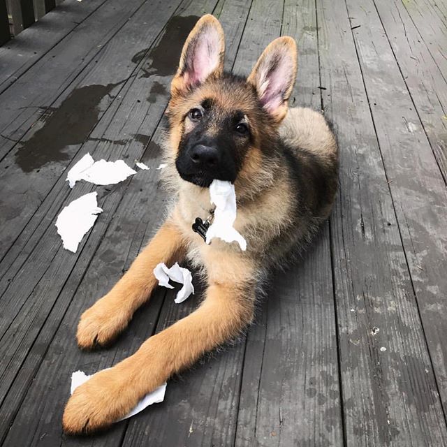 Ruh roh... 😇 <a href="/strider/">strider</a>.gsd #caughtredpawed #puppyproblems #PupBox