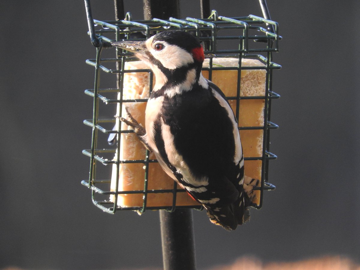 justaddbirds's tweet photo. Our garden birds are using the feeders avidly at the moment - our high energy fat blocks seem to be especially popular just now. #justaddbirds #woodpecker #feedthebirds @BTO_GBW https://t.co/7eSOCn2dZ3