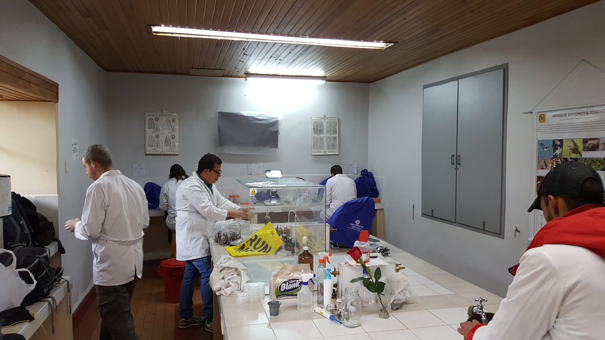 curataceae's tweet photo. Final lab day sorting 100+ mycorrhizae samples. Fueled by chocolate and ELO #KewColombiaBio #BoyacáFungi @PepijnKooij @Ekhdwns @juansesur @KewScience https://t.co/swlLX8bgZS