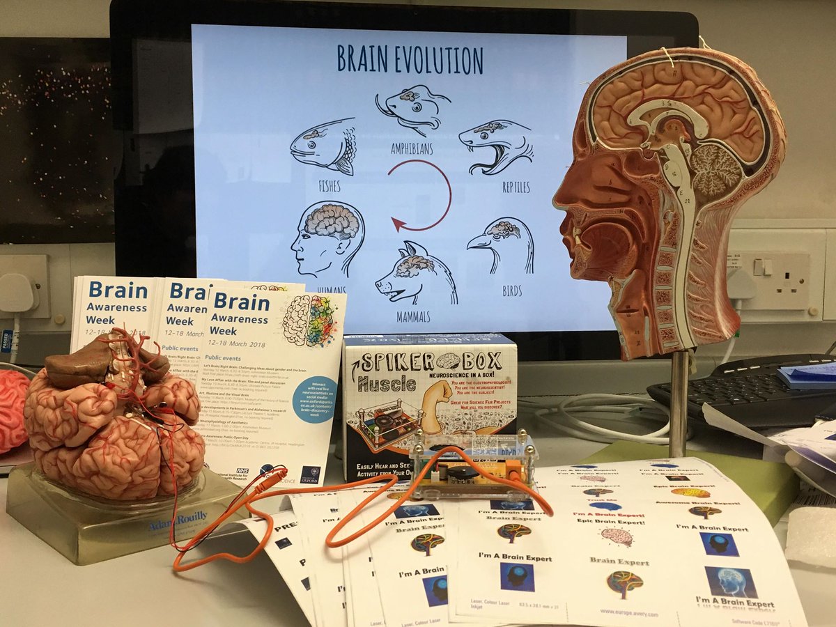 Neuronal_K's tweet photo. Getting ready to talk about electrophysiology and brain evolution for #brainweek! Come this Saturday at the Natural History Museum to see the Butt Lab @Interneuron_Dev and the @KohlLab in action!👩🔬🔬#BrainAwarenessWeek2018 @morethanadodo @OxNeuro @cortexclub @DPAGAthenaSwan https://t.co/VKWudALnT9