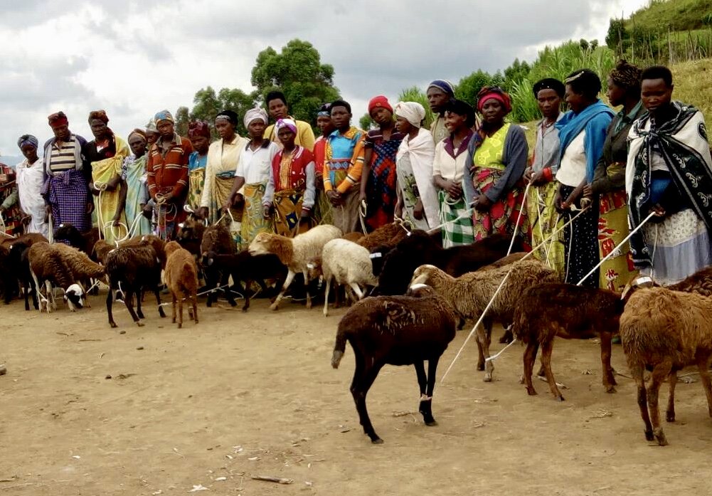 RTVorg's tweet photo. We’re committed to gender equality and empowering women as leaders in their communities. 35 women. 35 sheep. #fearless #leaders #whoruntheworld #sheeptraining #PushforProgress #IWD2018 #rtvorg https://t.co/bZuGG8Kh5d