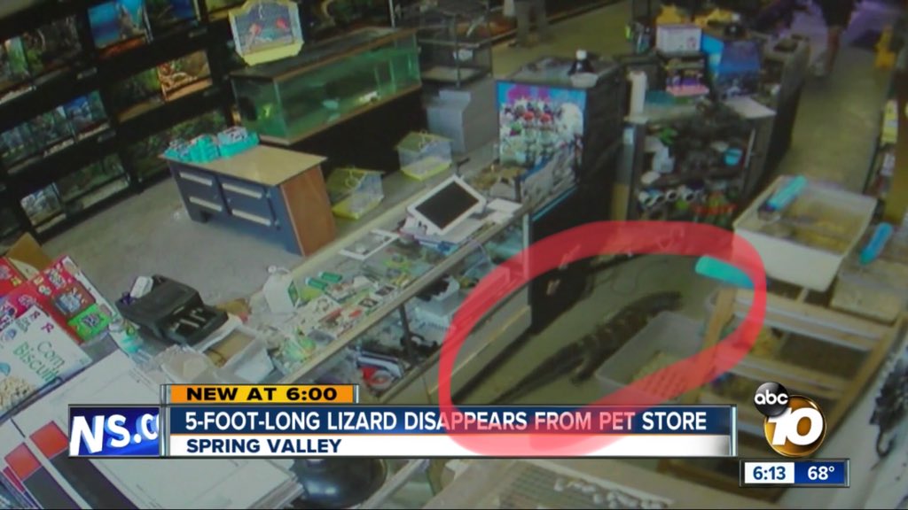 JasonFox29's tweet photo. Researching BLACK-THROATED MONITORS like #Bubbles: “They are hostile if they are not frequently handled, they lash with their tail, they hiss and they bloat. And they never hesitate to bite spitefully.” Nothing about them being “nice”. #FindBubbles https://t.co/odTop2P6tx