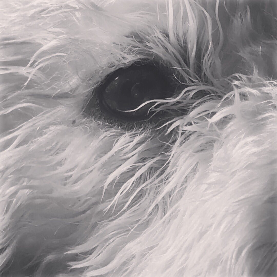 Diggler630's tweet photo. So it’s Thursday, all the bad weather I’ve not been out detecting. Jobs in the house, nana naps haven’t quite left me sane! Madness leads me to photographing odd members of the house. Namely Stella my CockaPoo..! #diggler630 #stellapoo https://t.co/gDAGFFUYHb