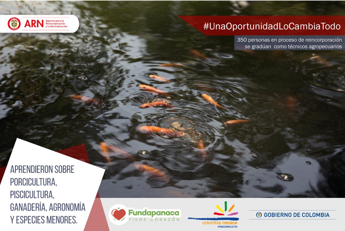 ARNColombia's tweet photo. Después de una intensiva formación en distintos módulos para el desarrollo rural, los excombatientes están listos para construir un campo diferente. 🌱 #UnaOportunidadLoCambiaTodo https://t.co/2gcDbgYuvp