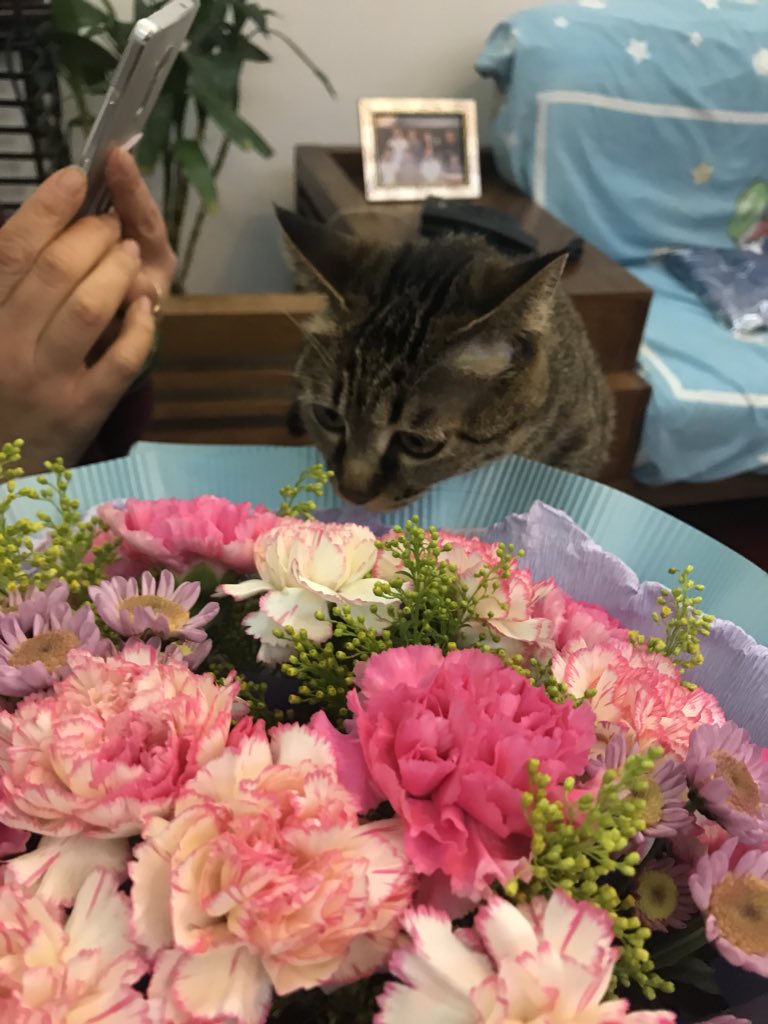 ははに送る花。猫じゃんがも好きですね^_^