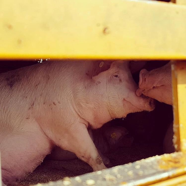 I will never forget your sad eyes and the hardest part, leaving you behind, knowing you will be dead by the end of the day! 🕊
But I’ll share your picture, I’ll tell your story &amp; I won’t stop speaking up for all you innocent victims out there.

#wittlichpigsave
#vegan