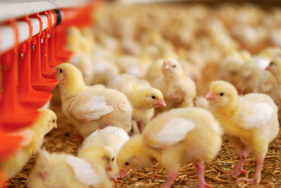 cobbvantress's tweet photo. Make sure your chicks are getting the nutrients they need with this five-point post-placement checklist: https://t.co/KZBnebjK5C. https://t.co/mH0TkUYsvX
