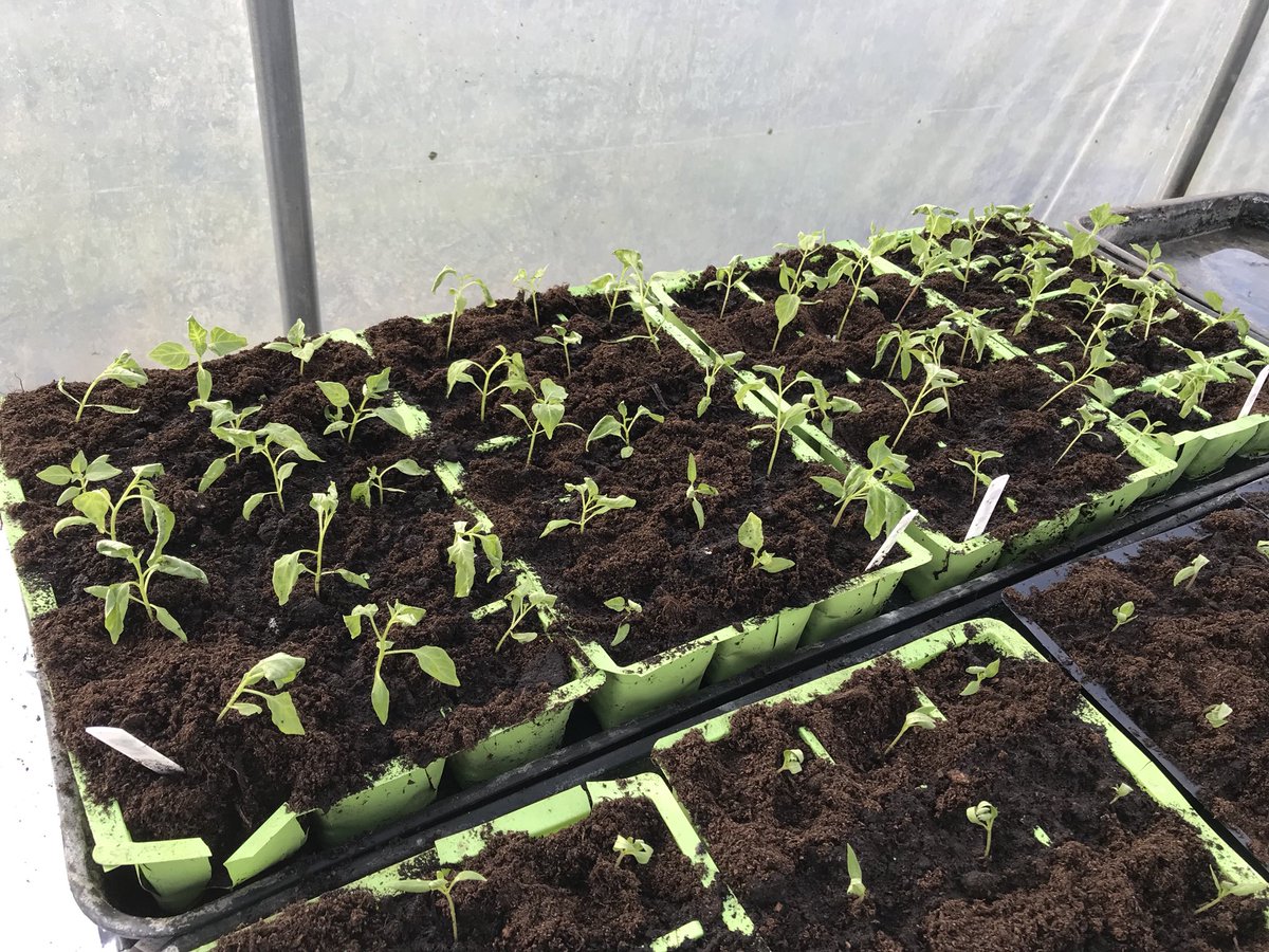 Upton Cheyney Chilli tweet media