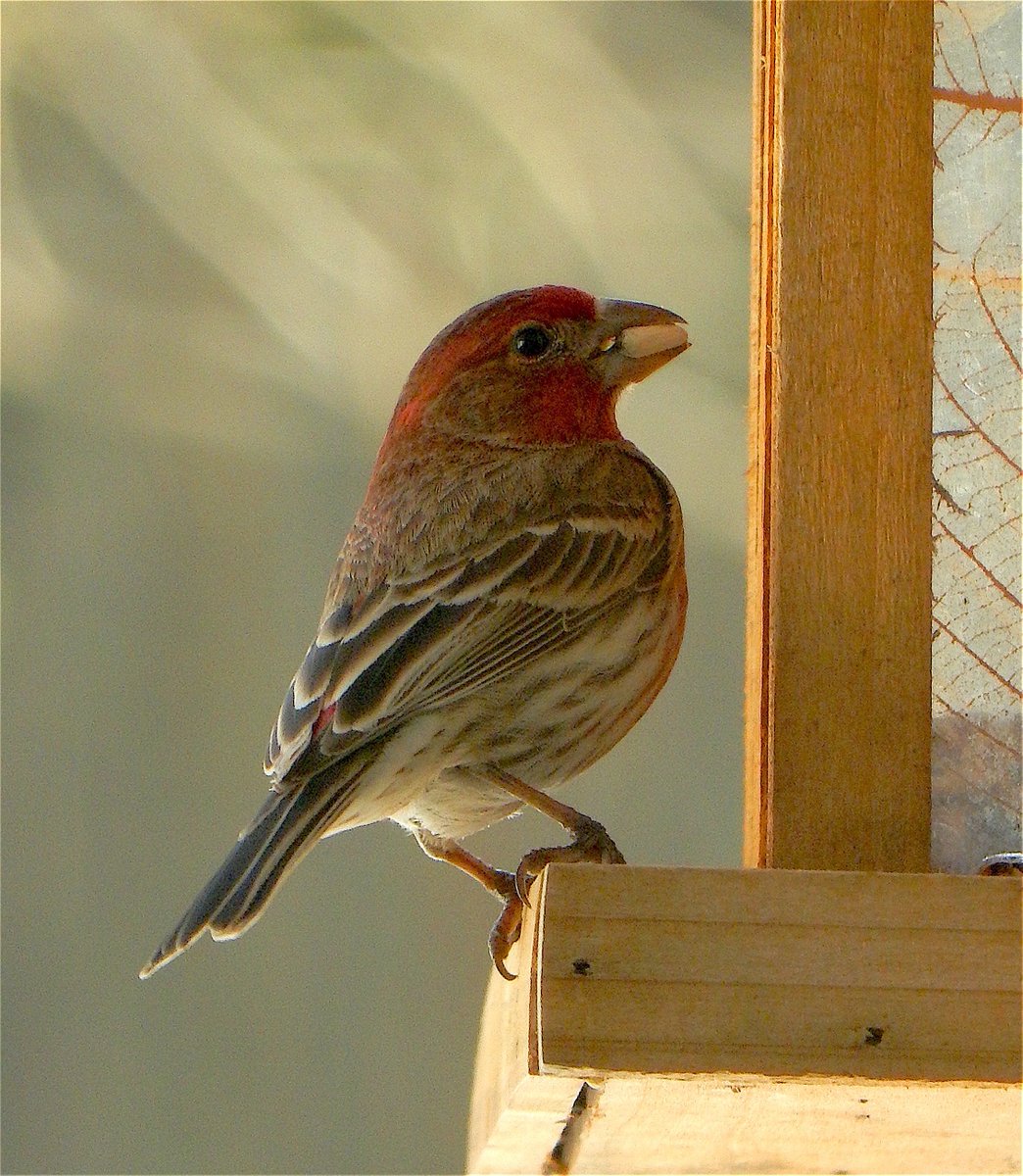 Red House Finch #finch #redhousefinch #birdphotography #winter #birds