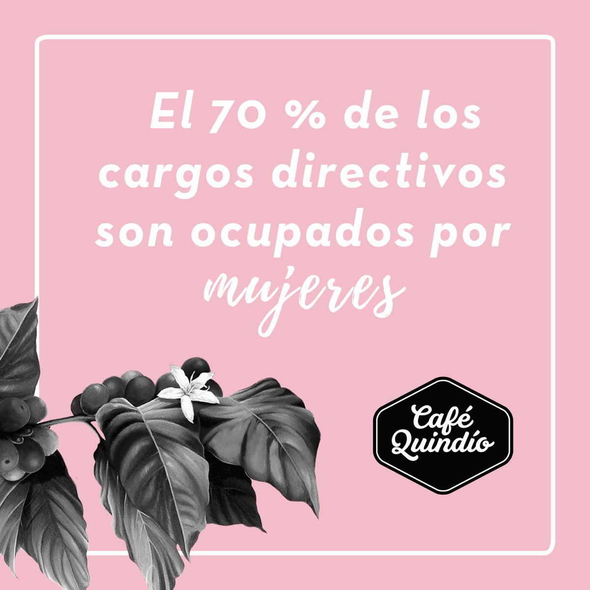 Café Quindío tweet media