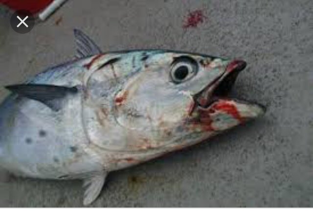 SAVE_FISH_'s tweet photo. This poor guy was caught from the South China Sea by one of the fisherman. So sad 😞😭😢 https://t.co/gIWXaSp4sU