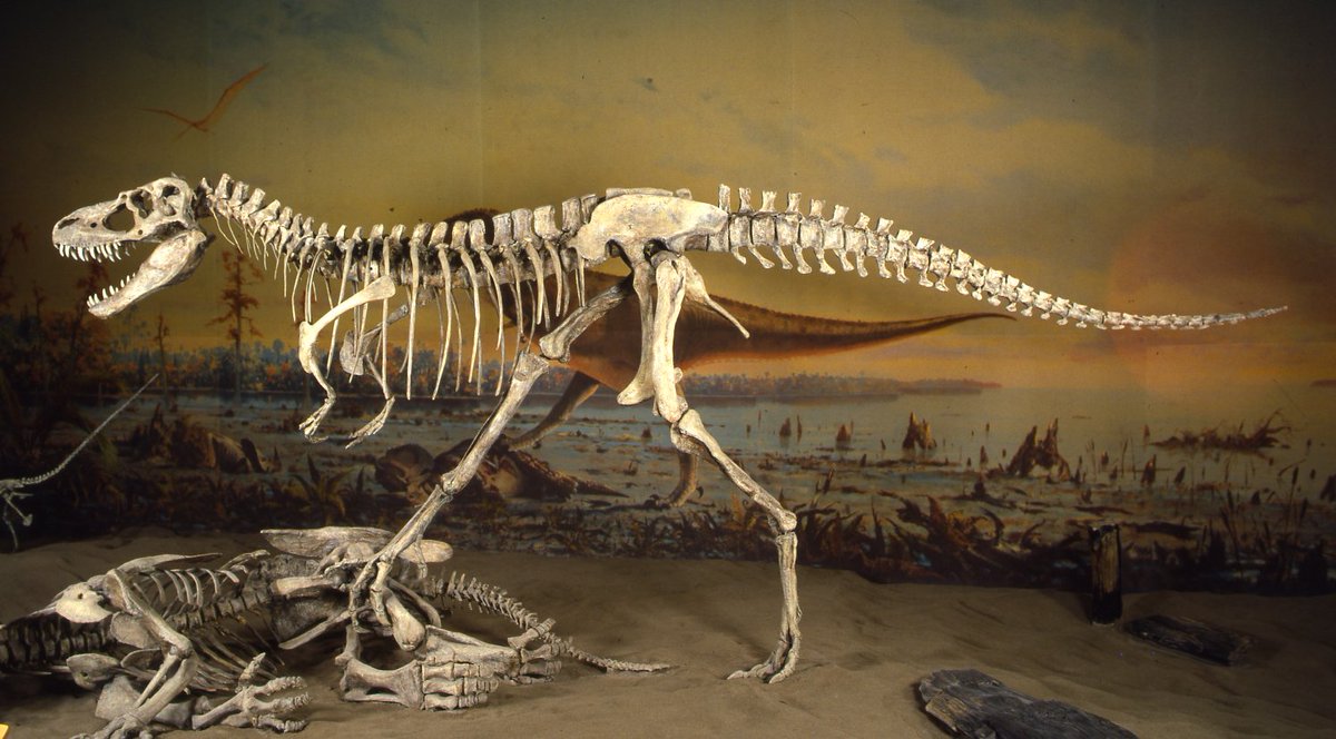 Великий поход динозавров. Альбертозавр. Альбертозавр скелет. Тираннозавриды скелет. Картинки альбертозавра.