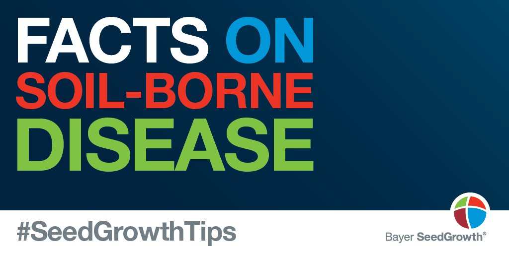 Bayer4CropsCA's tweet photo. #SeedGrowthTips - Crop disease = lower plant stands = uneven maturity = difficulty in ideal staging for applications &amp; harvest. #AskBayerCrop https://t.co/LV0yyjwP0A https://t.co/FjPuVs6fpM