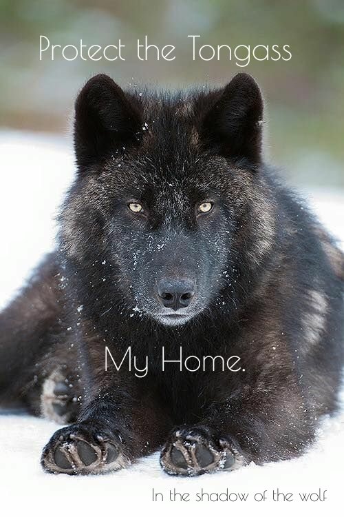 AEAllen27's tweet photo. Please urge your members of Congress to protect our 15 million acres of #NationalForest in #Alaska from development by the Timber Industry; ask them to oppose the Roadless Rule rider & Tongass rider:
https://t.co/bHxVqFKAyi
#ProtectTheTongass
#AlexanderArchipeligoWolves https://t.co/hND1XLyQ9r