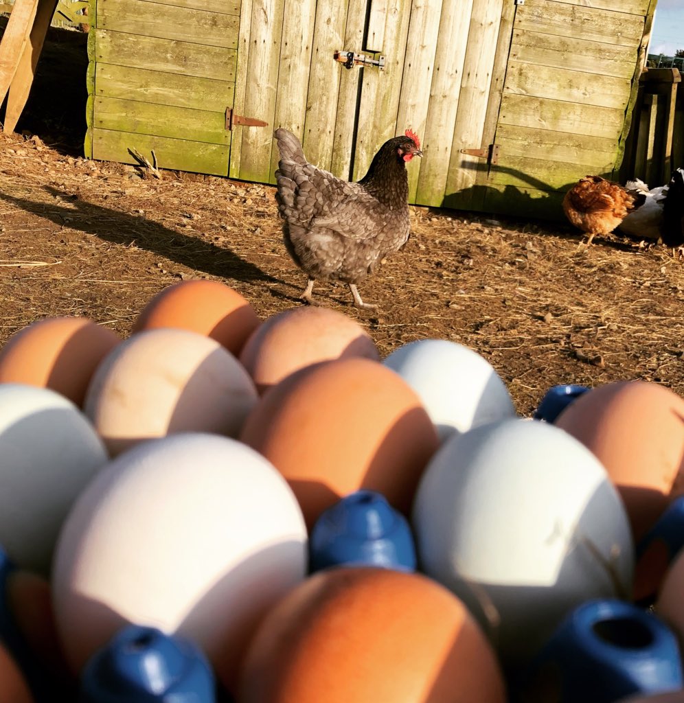 PetPoultry's tweet photo. The egg production has certainly improved in the last few days, a bit warmer, lots more sun and a lack of gale force winds! Orders now being taken for the next group of Pullets, all types currently available 😁 #freerange #besteggsever #perfectpets #thegoodlife https://t.co/ffDdroK86R