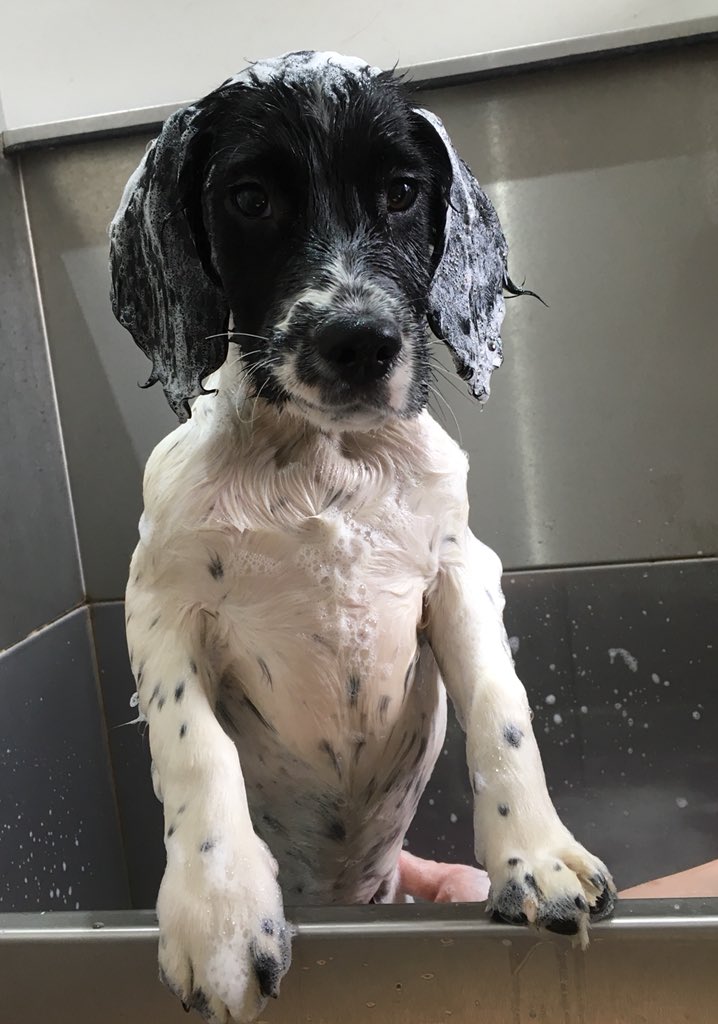 M_Cannings's tweet photo. Reggie 1year old esp #Crufts2018 https://t.co/0NgPos6sPC