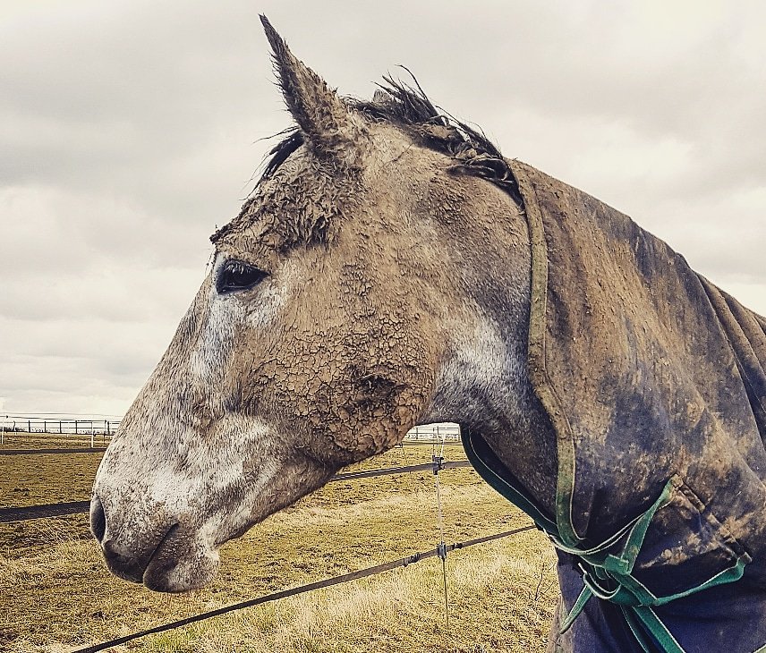 Franki_Jarvis's tweet photo. Great time at Cavan yesterday! No more additions to the team this time but look at my mud monster today 🙈💩 #dirtybeastie #eventertoohippo #needsagroom https://t.co/v5hIikzMck