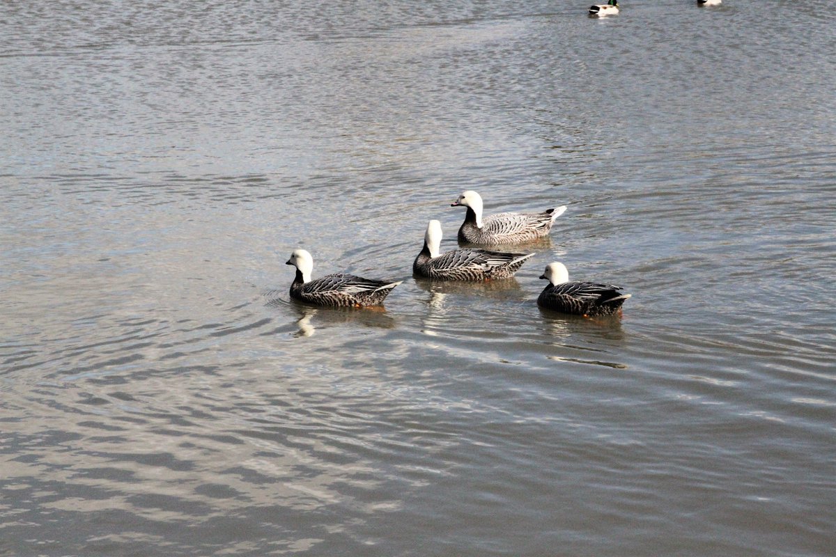 GlynisSpencer's tweet photo. #EmperorGeese ❤🌹🌹 https://t.co/dmxUCm4Tf8