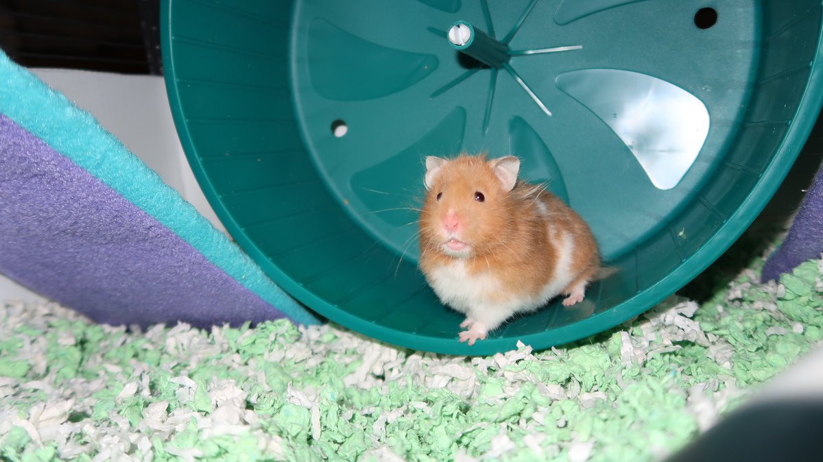 Hai, it's me Hazelnut. I'm still the cutest ever!