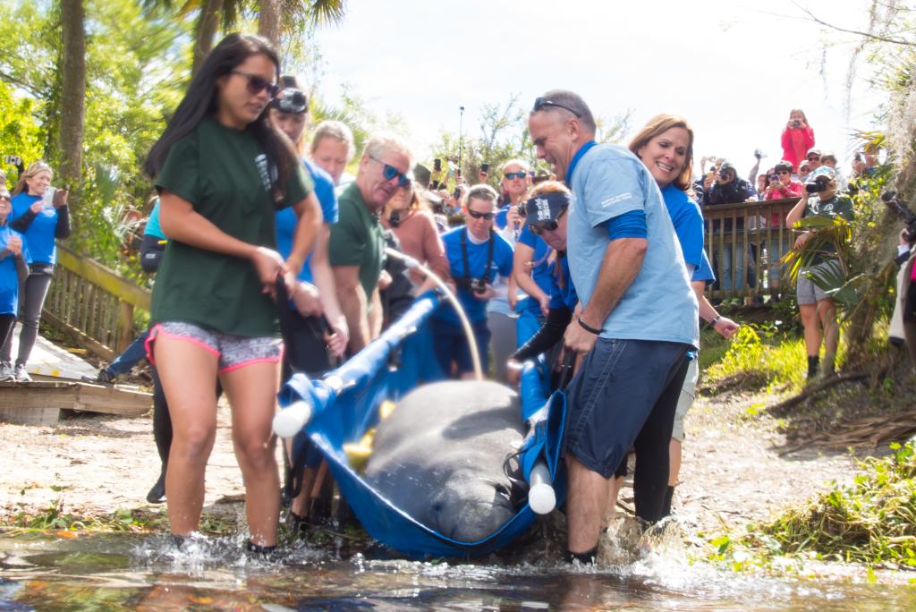 BishopScienceFL's tweet photo. RT @SeaWorld: This is what we call a great week! Click here to learn more https://t.co/EEyW2YkmlT @MyFWC @jacksonvillezoo @CincinnatiZoo @SouthFLMuseum #MRP #ManateeRescue #ManateeReturn https://t.co/Jfluw7bBKU