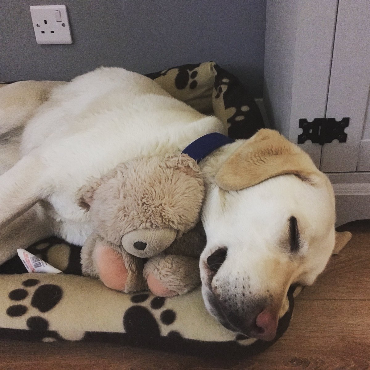 JennyStemp's tweet photo. Harvey and his teddy #crufts https://t.co/cAfboIDyqO