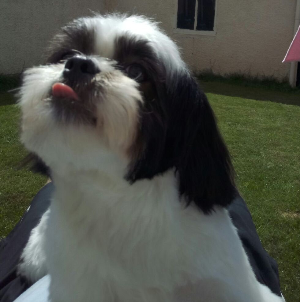 tracy_edrop's tweet photo. #cruftsscreen# missy being cheeky #loving crufts. https://t.co/eMKuju9ghZ
