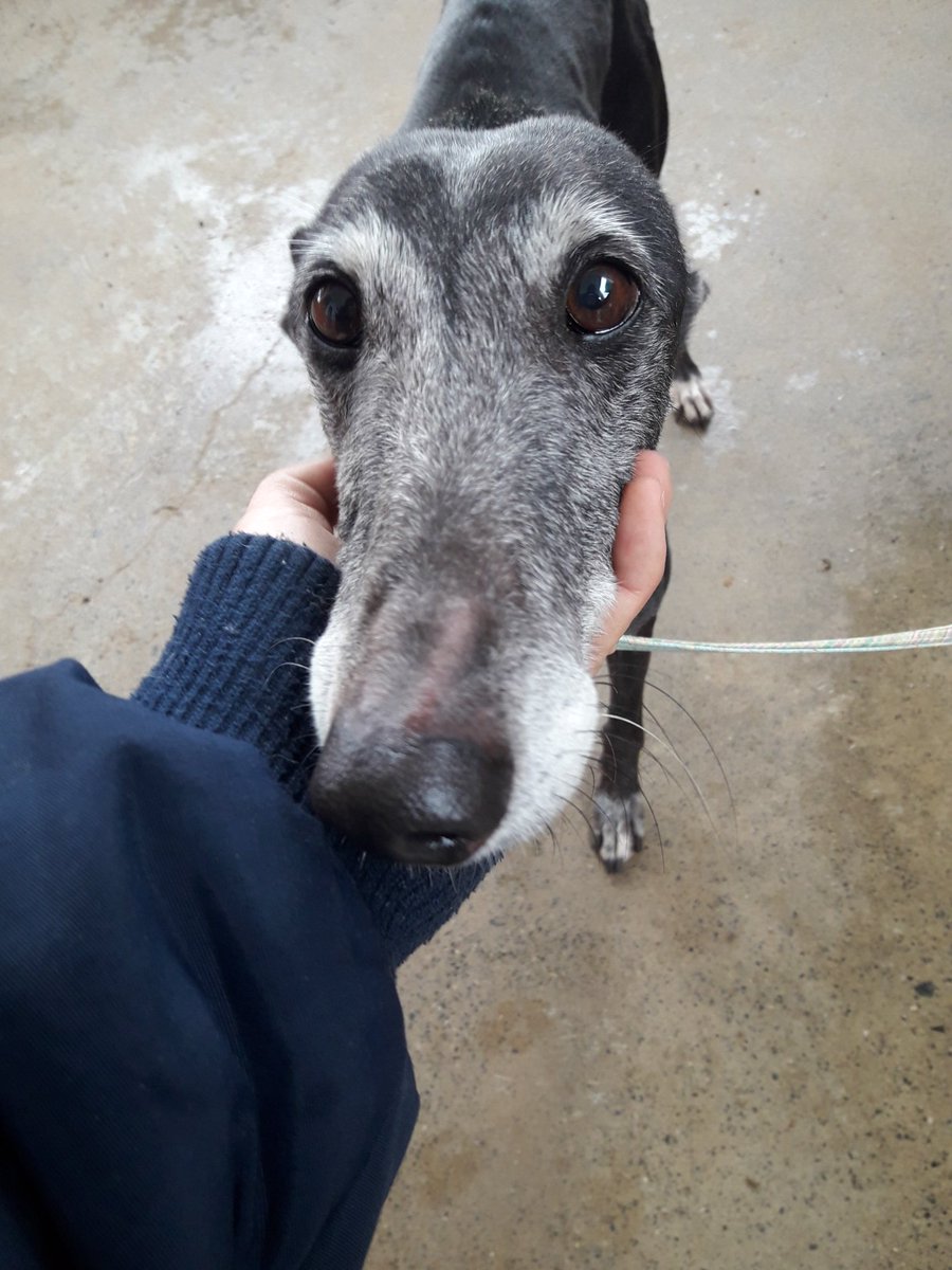 RefugioSanJorge's tweet photo. Brasa tiene 6 años, es tranquila y buena, un poco tímida al principio. Necesita una familia para que conozca el lado bueno del ser humano. #AdoptaNoCompres https://t.co/TaRhf55A21