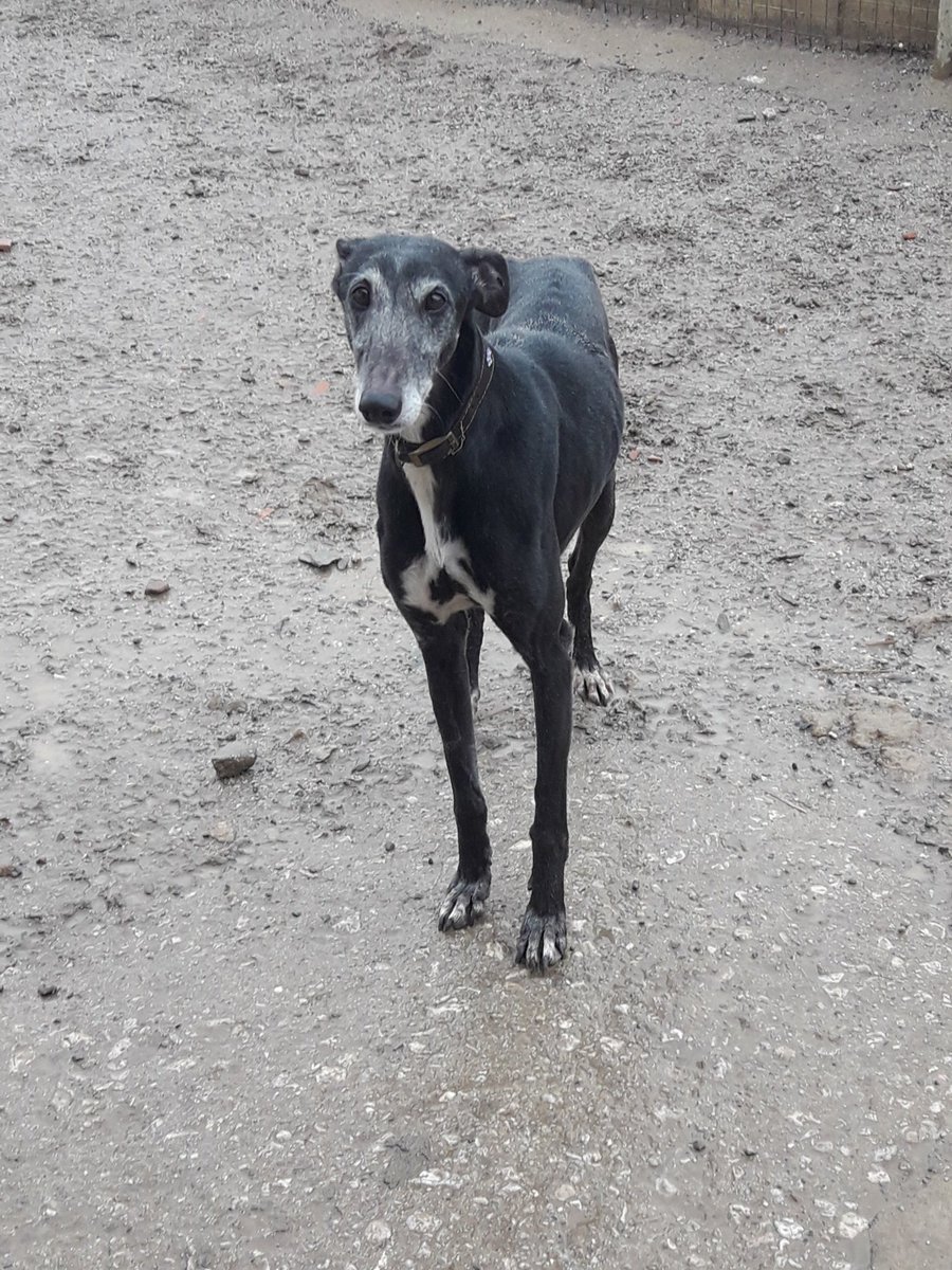 RefugioSanJorge's tweet photo. Brasa tiene 6 años, es tranquila y buena, un poco tímida al principio. Necesita una familia para que conozca el lado bueno del ser humano. #AdoptaNoCompres https://t.co/TaRhf55A21