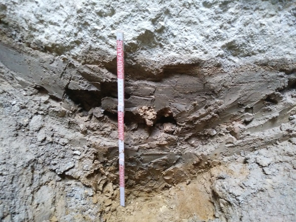 PaleoBarcino tweet media