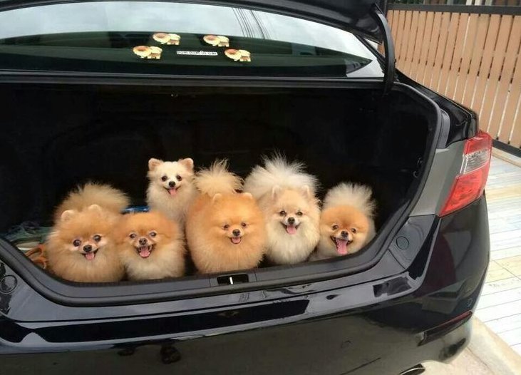 WeLoveDogsUSA's tweet photo. Pomeranian Cargo
#Pomeranian #doglovers #smalldogs 

@TheLuckyPupp @mesmitch #dogcelebration @j_zeverino @m_yosry2012  @HamillHimself #mydogiscutest #nuzzies  @Berti_and_Ernie @Rossmac212 @WynneGuglielmo @dogandpuplovers  @EmiForLove @ellelljaytoo @Dogzprinted  @CUTEFUNNYANIMAL https://t.co/epl0hqHYjp
