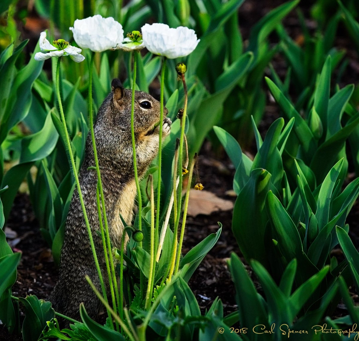 colimer's tweet image. Breakfast in the Icelandic Poppy "jail" surrounded by tulips that are blooming now.  #DescansoGardens #photography #canon