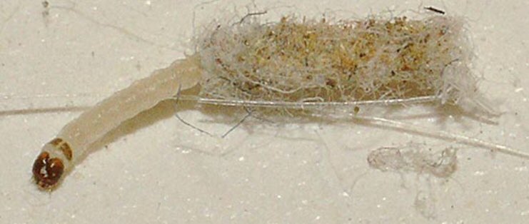 CienciaRaco's tweet photo. Las polillas de la ropa ayunan durante toda su vida hasta que perecen por falta de fuerzas. Quien agujerea la ropa son sus larvas #lasallecientífica24/7 #lasalleinca @CienciaRaco @LaSalleInca @BalearsFCiencia @apofontanet @dolorsfm @lasallenatura @IB3 https://t.co/NInVHplbMF