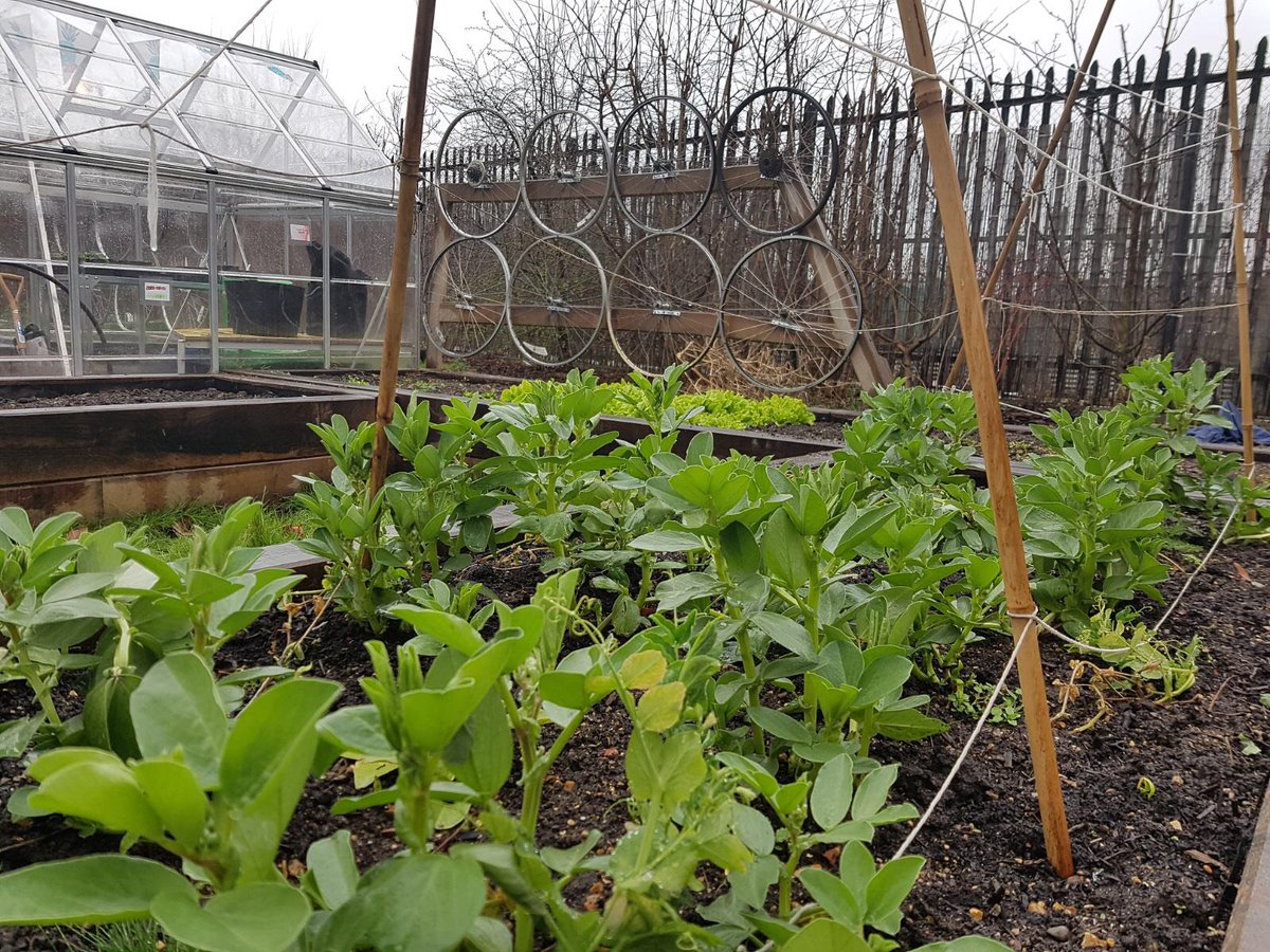 TreesforCities's tweet photo. Look at these lovely winter crops at @SouthernRoadPri! We're glad to see that our #EdiblePlaygrounds scheme is bearing fruit, thanks to 
@NewhamLondon &amp; All Saints Educational Trust https://t.co/wx3AMgP3YR