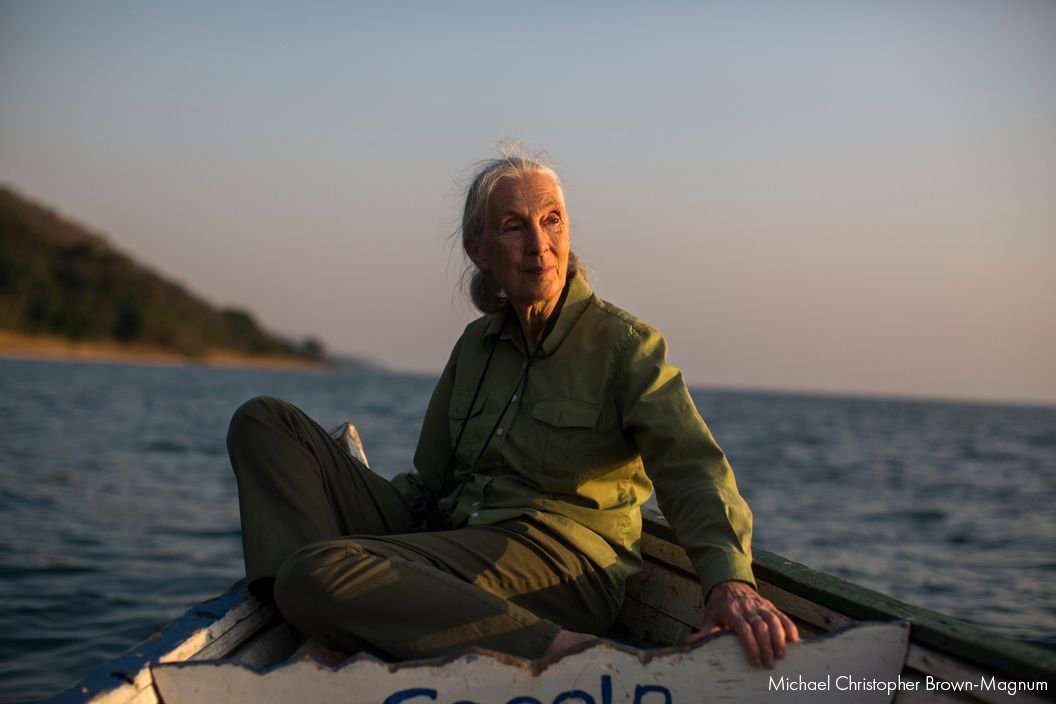 JaneGoodallInst's tweet image. "Everybody laughed at me and told me I was just a girl. Except my mother. She said that if I really wanted something, I had to work hard, take advantage of opportunities and never give up. I never forgot her advice." - Dr. #JaneGoodall #womensday #WomensHistoryMonth #whm