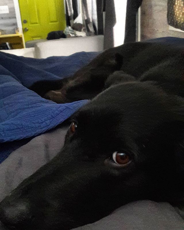 ElRefugito's tweet photo. Agenda for the Day:
- Snuggle

#loft #sleepee #tinyhouse https://t.co/ugYSIgVdLF https://t.co/qyVv8hU5Ep