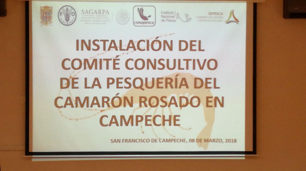 epomex's tweet photo. Instalación del Comité Consultivo de la Pesquería del Camarón Rosado en Campeche @UAC_FCQB @epomex https://t.co/xpIO2Ik8Ff
