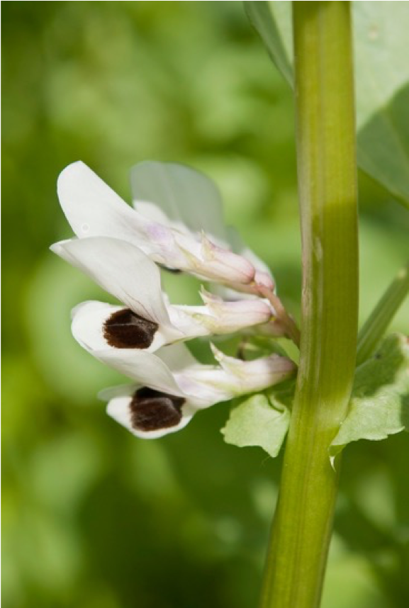 favamill's tweet photo. #FavaFact Did you know Fava bean plants (Vicia faba) are among the oldest known cultivated plants, dating back into prehistoric times. Fava beans also produce white flowers covered with black dots! #protein https://t.co/yH5BstHusR