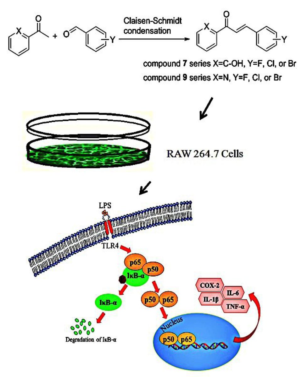 MDPIOpenAccess's tweet photo. Halo-Substituted Chalcones and Azachalcones-Inhibited, Lipopolysaccharited-Stimulated, Pro-Inflammatory Responses through the TLR4-Mediated Pathway https://t.co/0FuAAh4hKd #Chalcones #AntiInflammation #TollLikeReceptor4 @Molecules_MDPI https://t.co/anG8ECCW5O