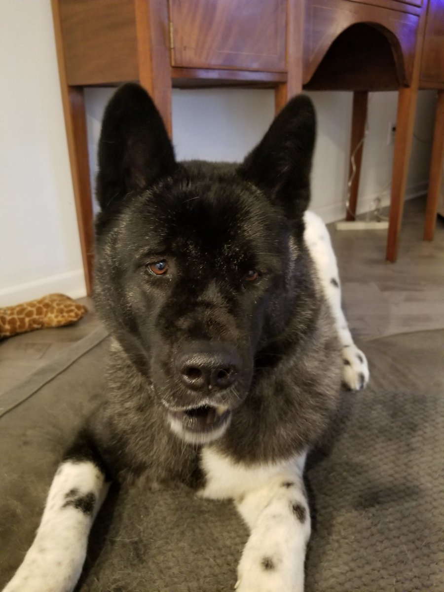 phillytech6's tweet image. Happy National Akita Day!!