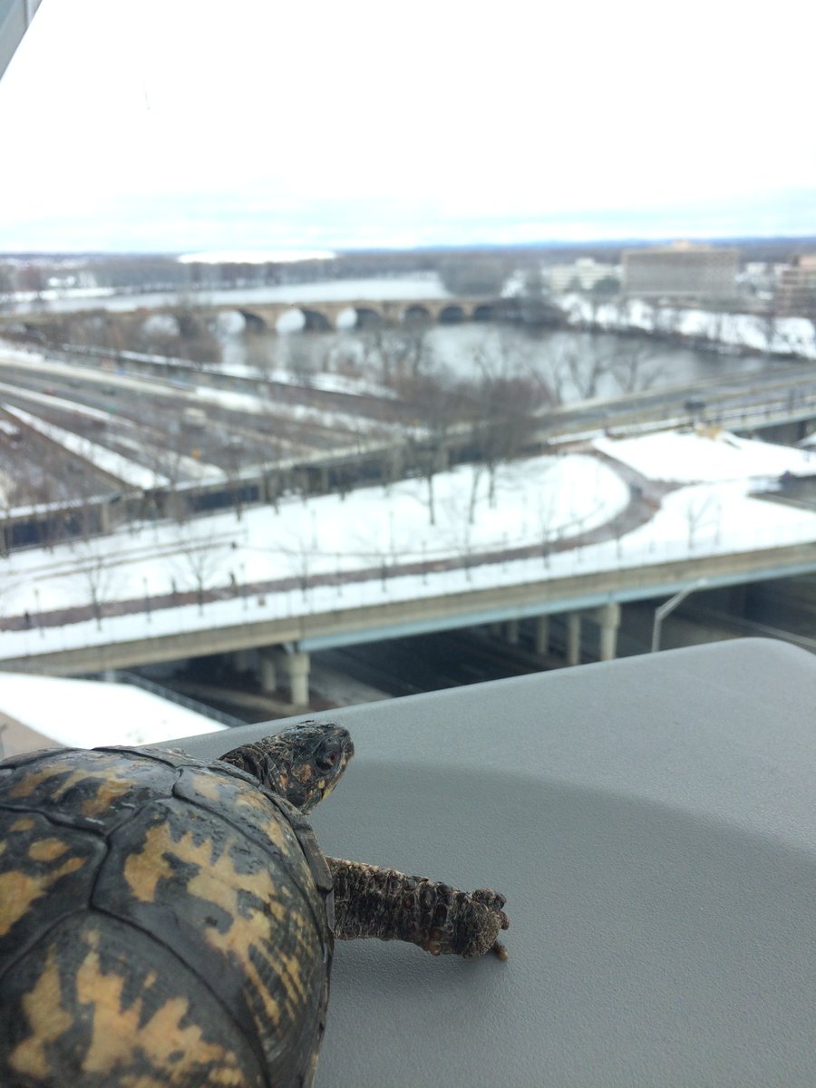 imaboxturtle's tweet photo. Shouldn't Spring be here soon, I know that pesky Punxsutawney Phil saw his shadow, but the 6 weeks of winter are almost over. I am so tired of this white, wet stuff. Stop by the Connecticut Science Center and cheer me up this weekend! https://t.co/lK8QjLdKHE