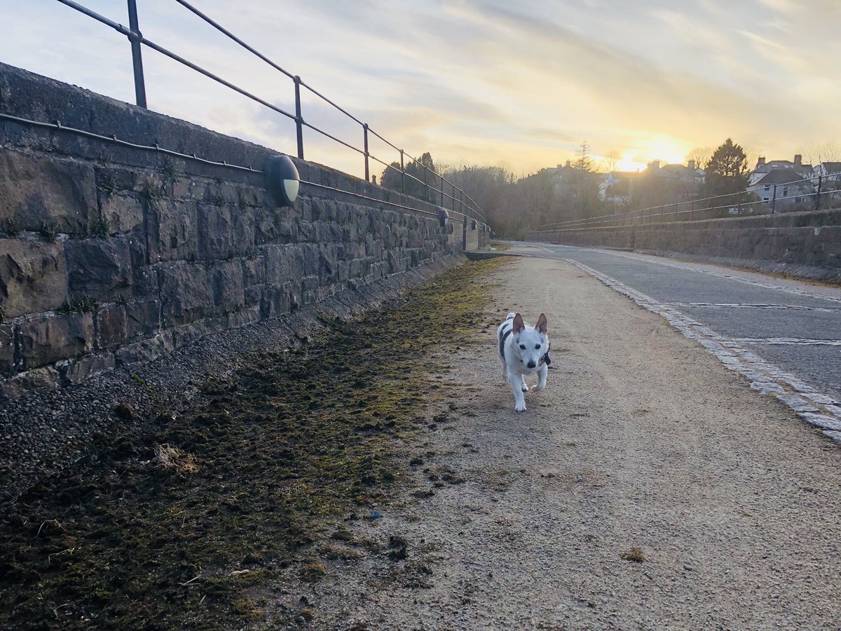 ArchieAndWilson's tweet photo. I’m on a viaduct in Devon. I’ve no idea what that means but walker is excited https://t.co/qiHCSXvPSr