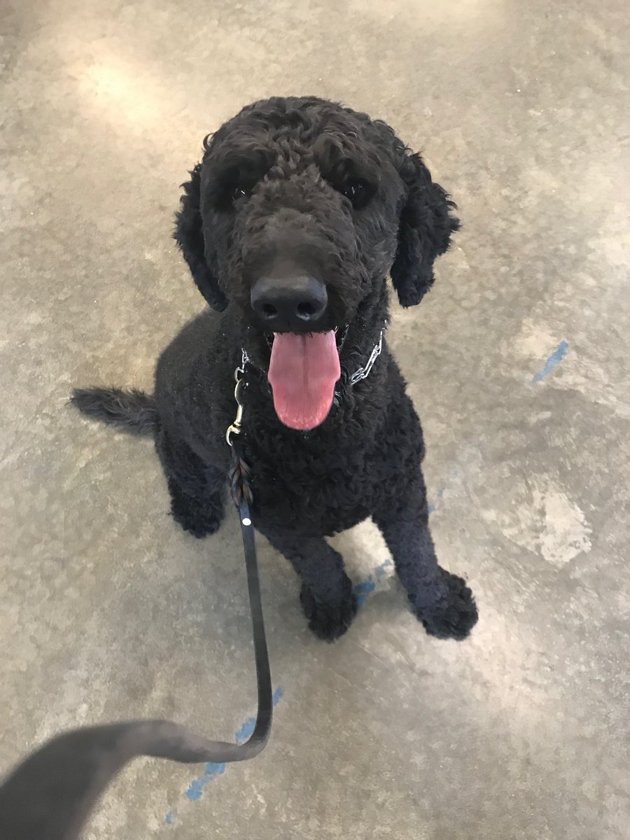 morgantimmerman's tweet photo. Pupper is at boot camp and we get daily pictures 😍 THAT FACE https://t.co/mEAxc5ujRv