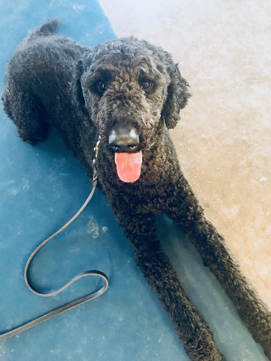 morgantimmerman's tweet photo. Pupper is at boot camp and we get daily pictures 😍 THAT FACE https://t.co/mEAxc5ujRv